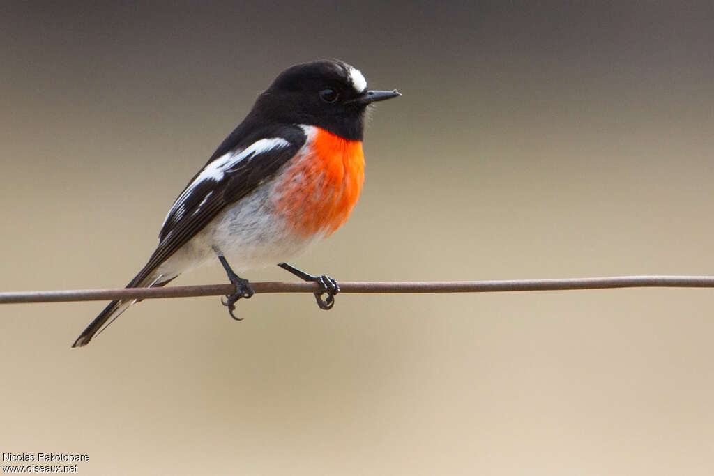 Scarlet Robin male adult, identification