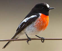 Scarlet Robin