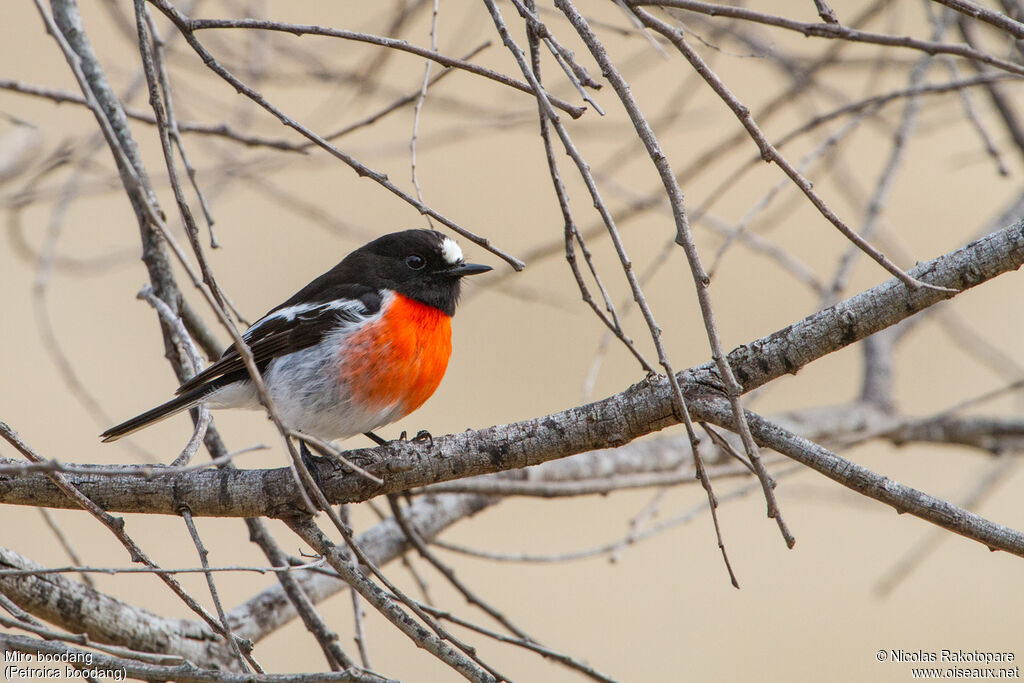 Scarlet Robin male