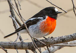 Scarlet Robin