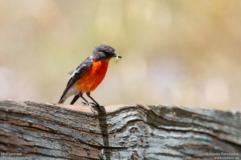 Flame Robinadult