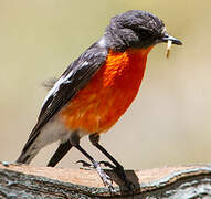 Flame Robin