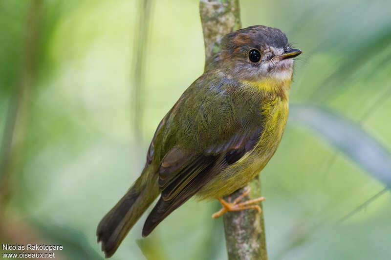 Pale-yellow Robinadult, moulting