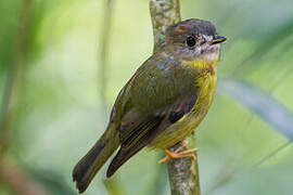 Pale-yellow Robin