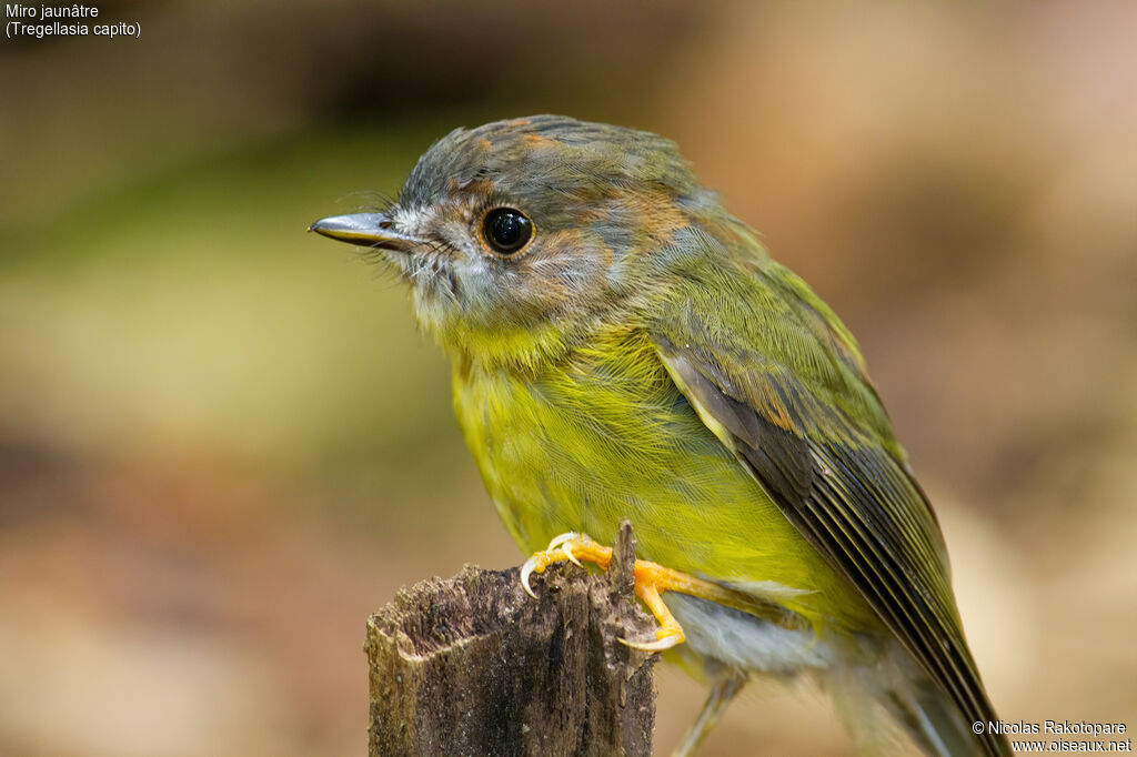 Pale-yellow Robin, pigmentation