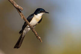 Restless Flycatcher