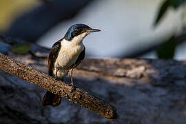 Restless Flycatcher