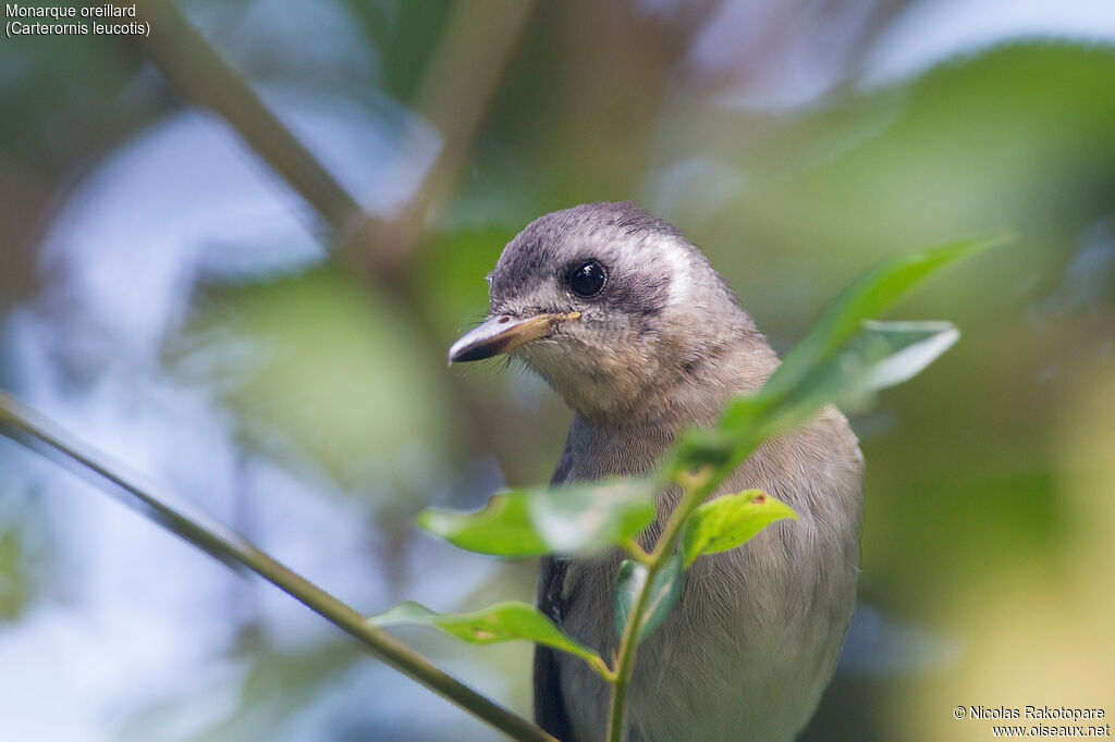 White-eared Monarchjuvenile