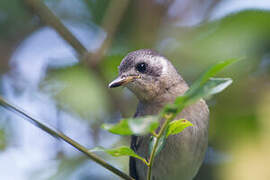 White-eared Monarch