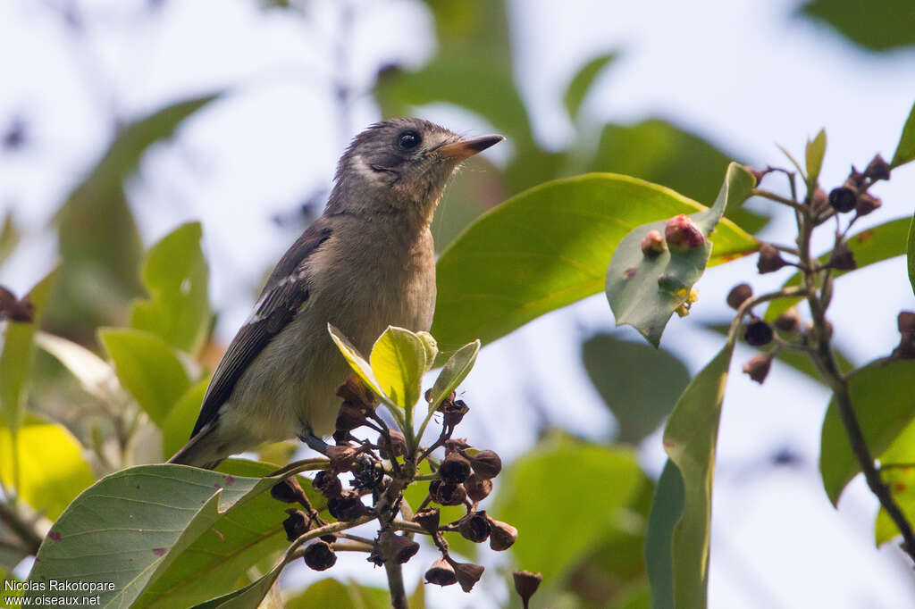 White-eared Monarchjuvenile