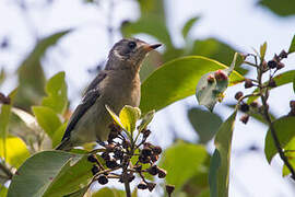 White-eared Monarch