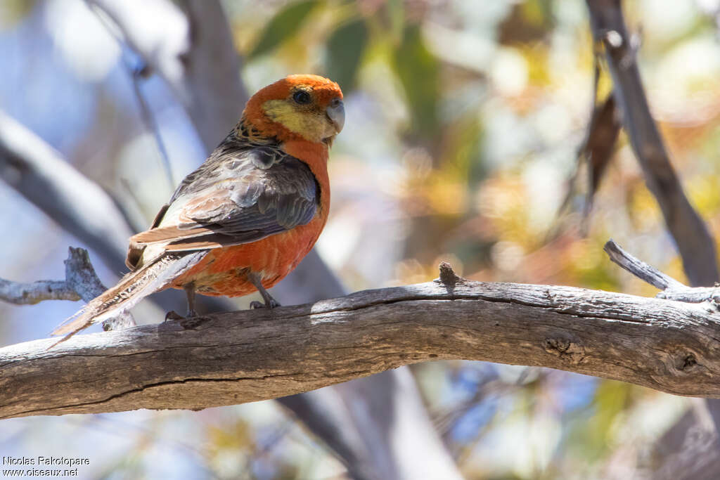 Western Rosellaadult, identification