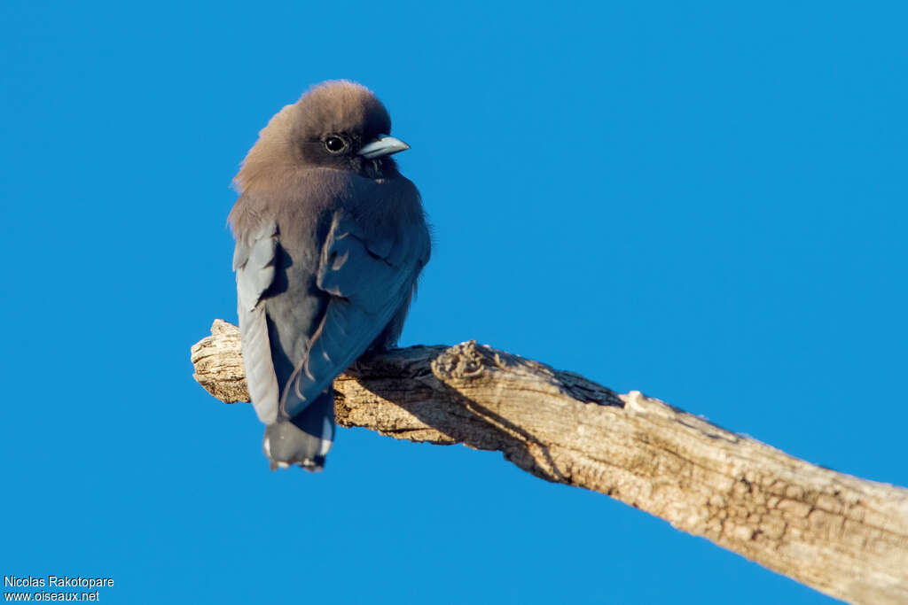 Little Woodswallowadult, identification