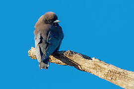 Little Woodswallow