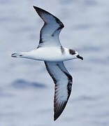 White-necked Petrel