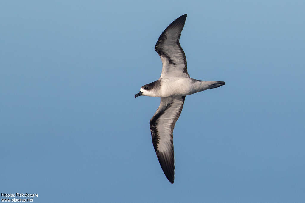 Barau's Petreladult, identification