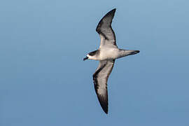 Barau's Petrel