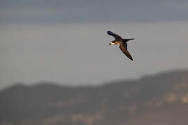 Barau's Petrel