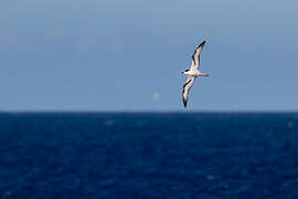 Barau's Petrel