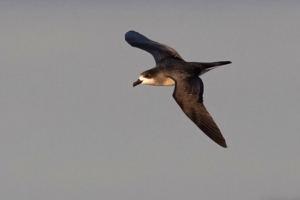 Barau's Petreladult, Flight