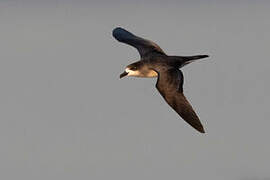 Barau's Petrel