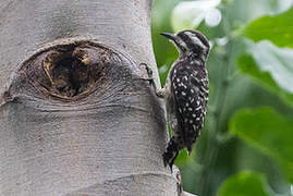 Sunda Pygmy Woodpecker