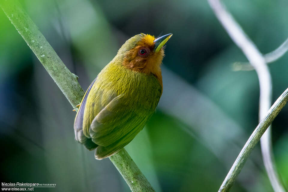 Rufous Piculet, identification