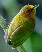 Rufous Piculet