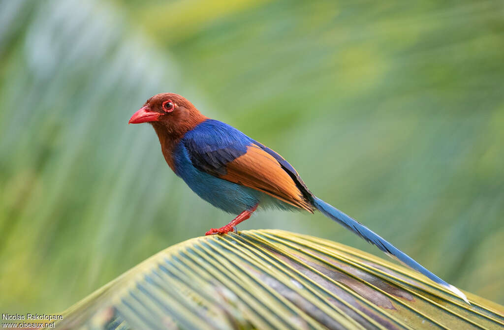 Sri Lanka Blue Magpieadult, identification