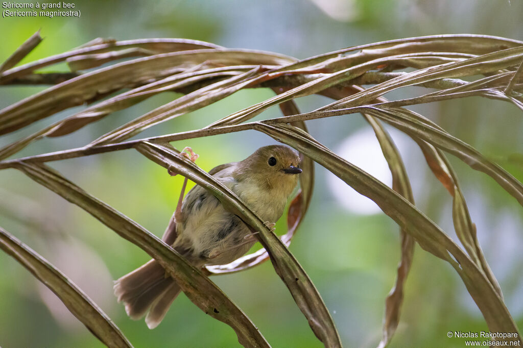 Large-billed Scrubwrenadult