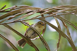 Large-billed Scrubwren