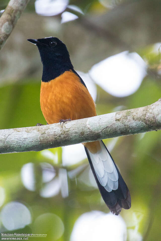 White-crowned Shamaadult