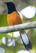 White-crowned Shama