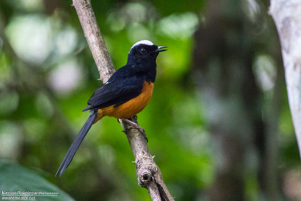 Shama de Strickland mâle adulte, identification