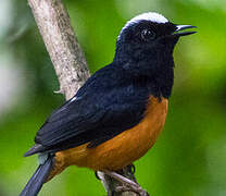 White-crowned Shama