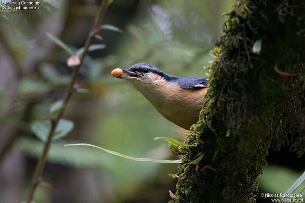 Kashmir Nuthatchadult, feeding habits