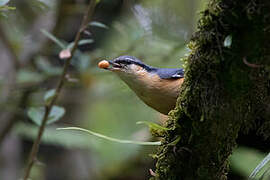 Kashmir Nuthatch