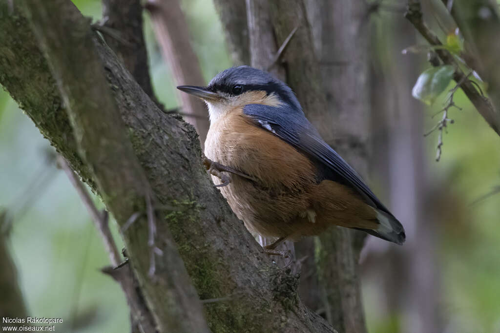 Kashmir Nuthatchadult