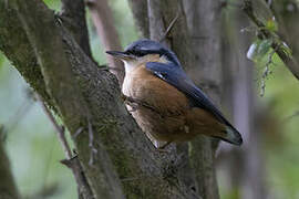 Kashmir Nuthatch