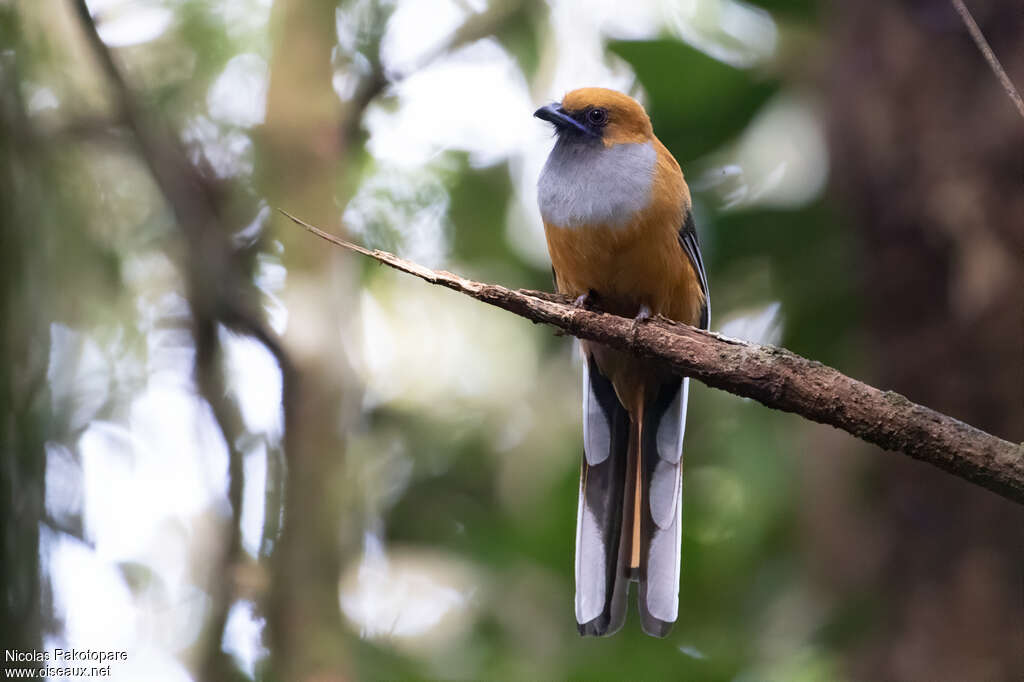 Whitehead's Trogon female adult, identification