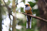 Trogon de Whitehead