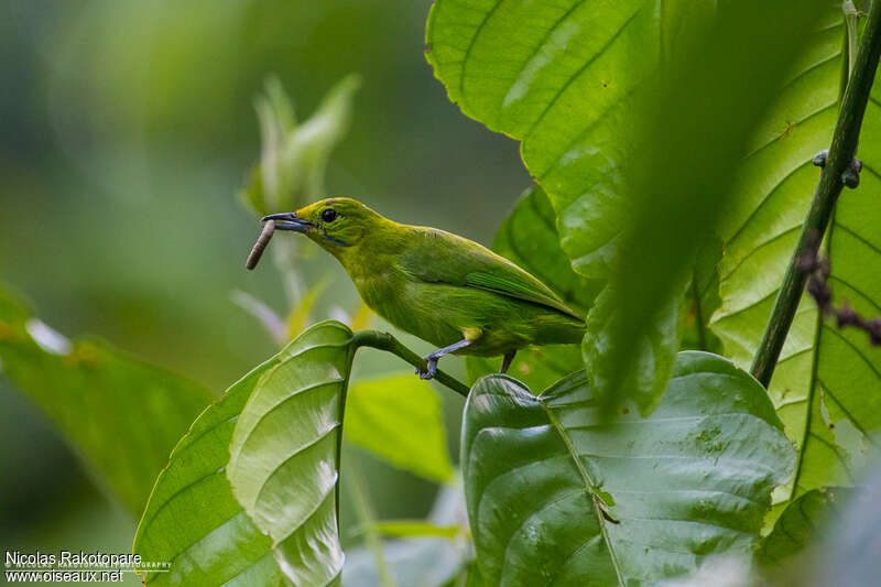 Lesser Green Leafbird female adult, habitat