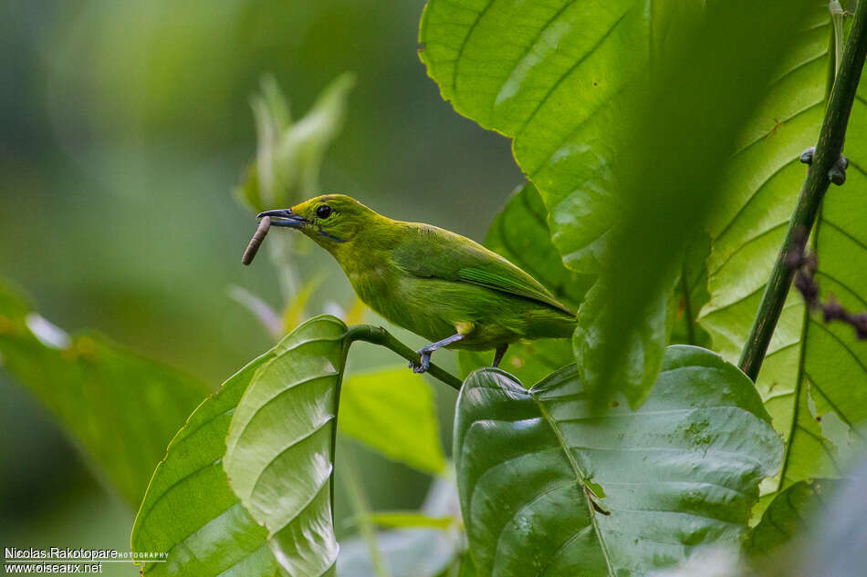 Lesser Green Leafbird female adult, habitat