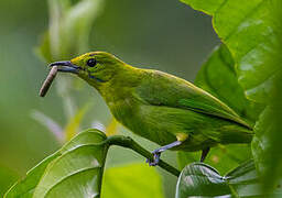 Lesser Green Leafbird