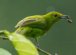 Lesser Green Leafbird