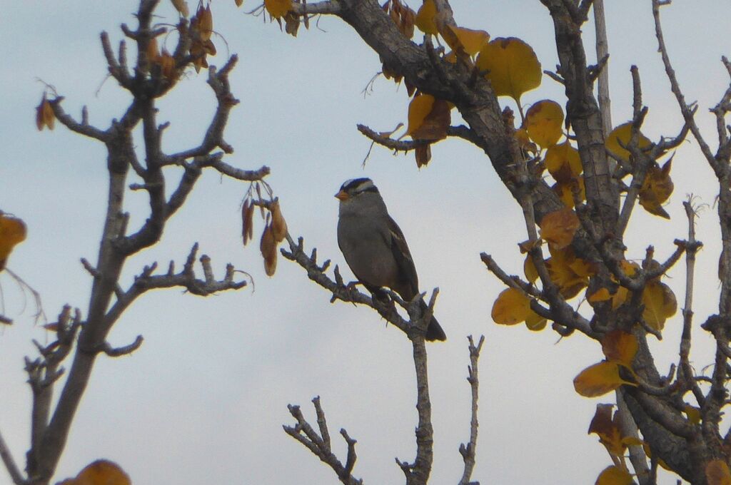 White-crowned Sparrowadult