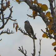 White-crowned Sparrow