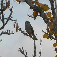 Bruant à couronne blanche