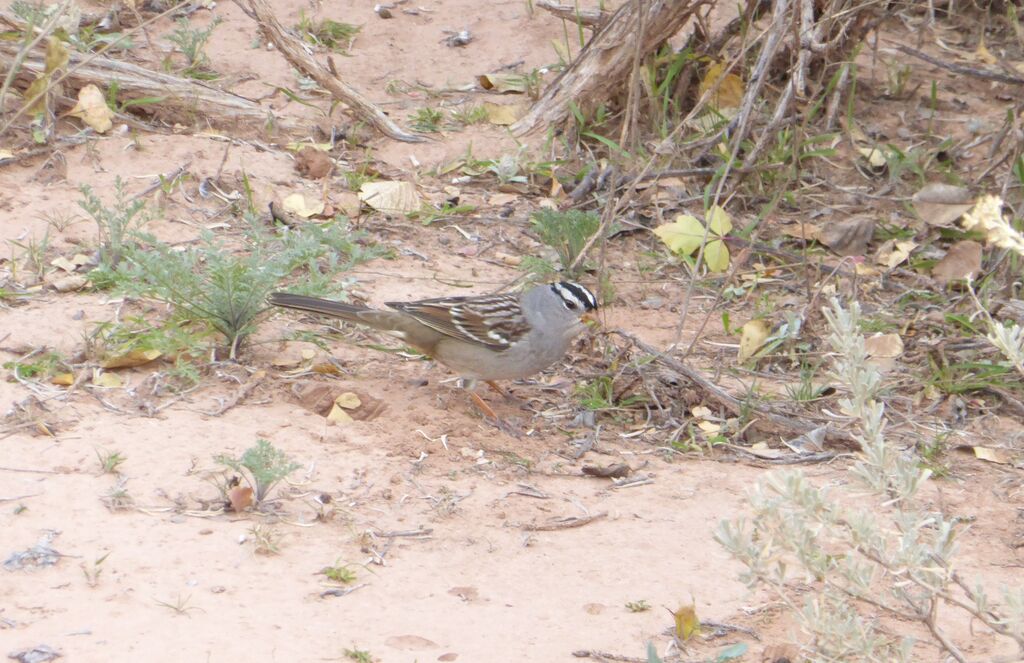 White-crowned Sparrowadult