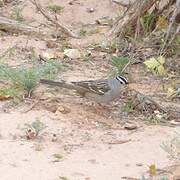 White-crowned Sparrow